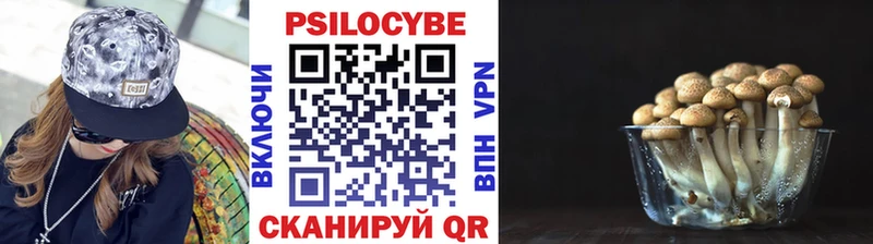 MEGA как войти  Зубцов  Псилоцибиновые грибы мицелий 